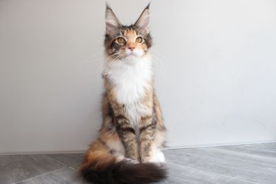 Despina